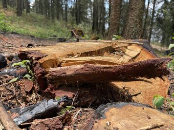 Cerrarán carretera por saneamiento del Parque Nacional El Chico; ya suman 6 mil 400 árboles derribados