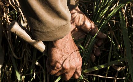40% de los hidalguenses se dedica a actividades agropecuarias, destaca censo 2022