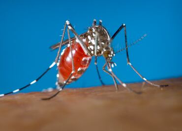 San Felipe Orizatlán registra un caso de dengue al día; intensifican fumigaciones