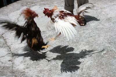Riña en el palenque de gallos durante la Feria de San Felipe Orizatlán