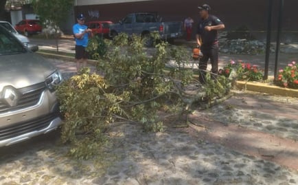 Cae rama de árbol en céntrica calle de Tulancingo; no hubo personas lesionadas