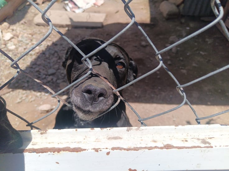 Investigan presunto maltrato animal en Mineral de la Reforma