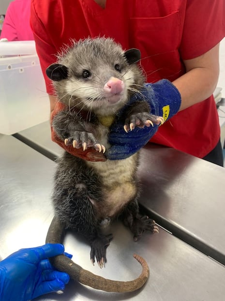 Aumenta la presencia de tlacuaches en Pachuca; llaman a convivir de forma responsable con la fauna silvestre | Facebook: Unidad de Rehabilitación de Fauna Silvestre Pachuca