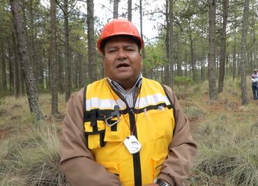 Por plaga, árboles mueren masivamente