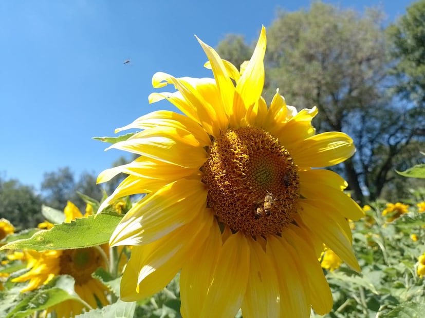 El campo polinizador de girasoles más grande de Hidalgo, está en Tula | Foto: Joselyn Sánchez