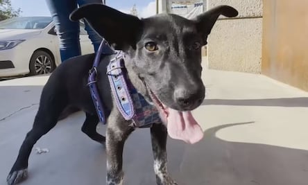 En liberación masiva de secuestrados en Zacatecas, rescatan a perro