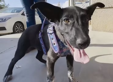 En liberación masiva de secuestrados en Zacatecas, rescatan a perro