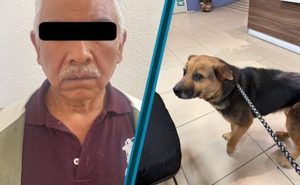 Rescatan a perrita en estado crítico en Mineral de la Reforma; hay un detenido por maltrato animal agravado