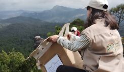Liberan 33 animales rehabilitados en el Cerro de las Navajas en Epazoyucan