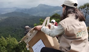 Liberan 33 animales rehabilitados en el Cerro de las Navajas en Epazoyucan