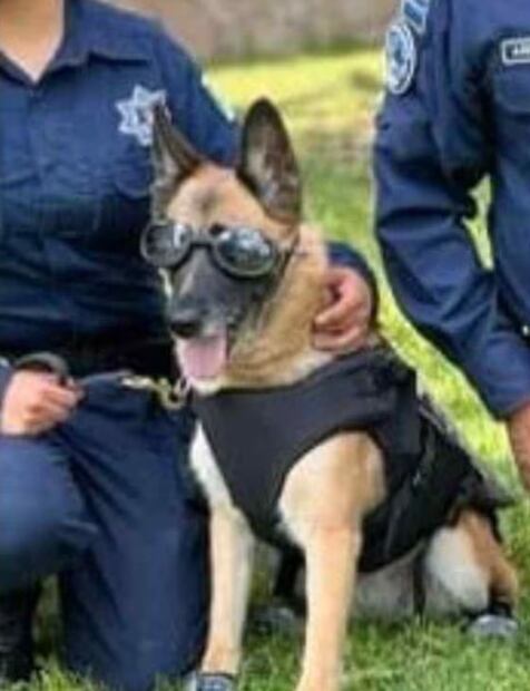 Muere por insolación agente canino "Nochebuena" en Aguascalientes | Foto: Especial