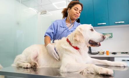 Los síntomas para detectar un tumor intestinal en perros; veterinaria explica 
