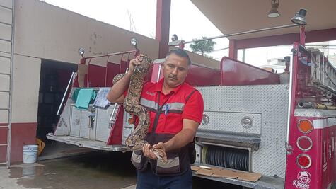 Rescatan una boa constrictora en un domicilio de Huejutla