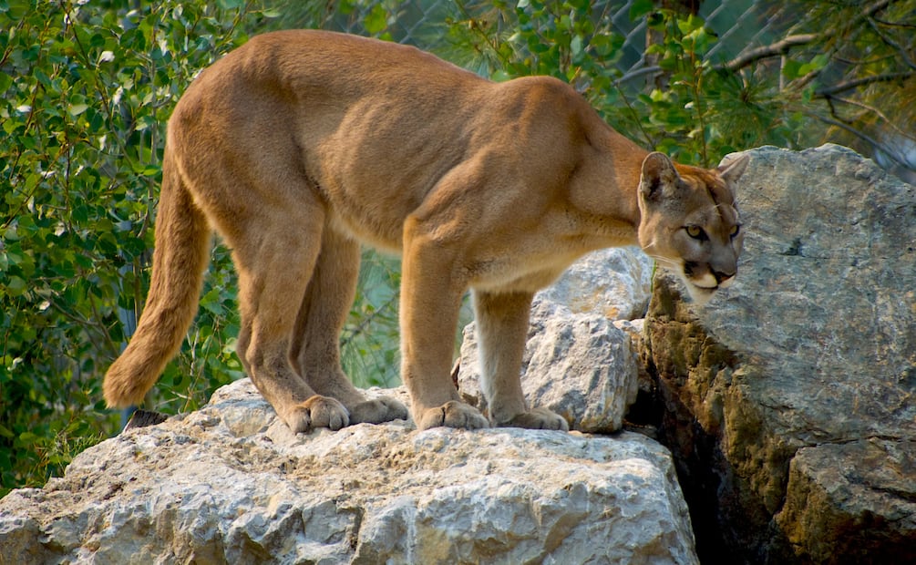 Los pumas son pequeños en comparación con las especiales localizadas en otros países como Chile | Foto: Pixabay