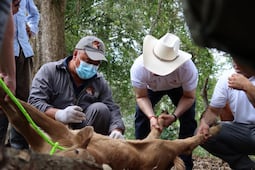 Refuerzan control del gusano barrenador en Hidalgo