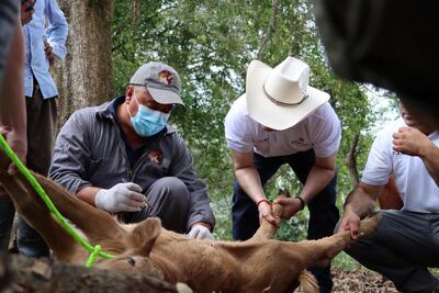 Refuerzan control del gusano barrenador en Hidalgo