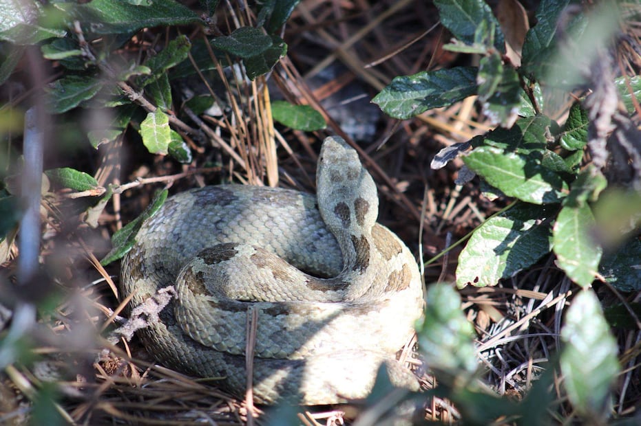 ¡Regresan a casa! 26 animales silvestres son reintroducidos al cerro “Las Navajas” en Epazoyucan | Facebook: Unidad de Rehabilitación de Fauna Silvestre Pachuca