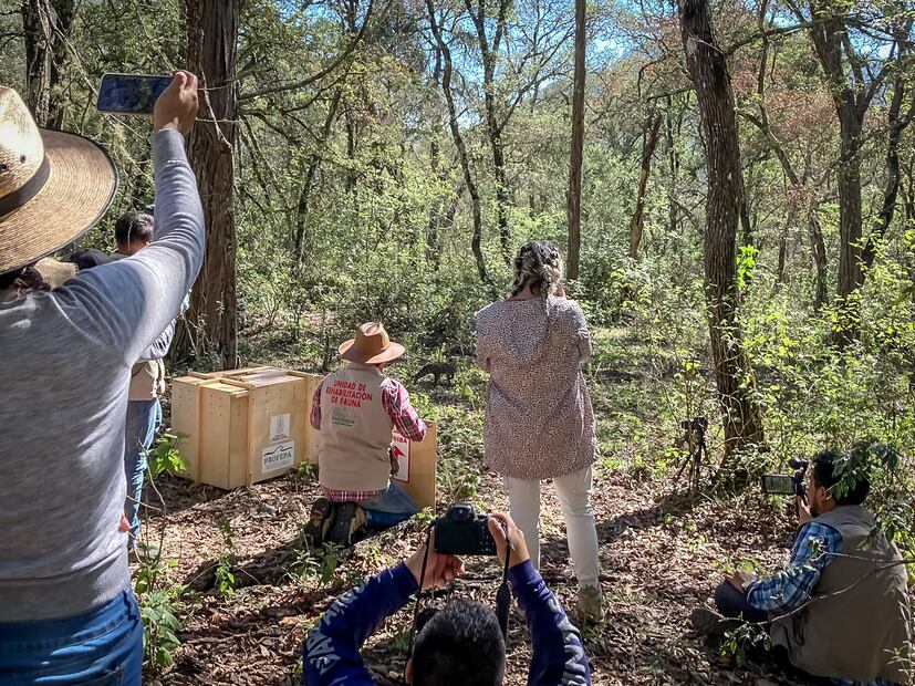 Liberan al tigrillo Zintla en Los Mármoles | Foto: Cortesía
