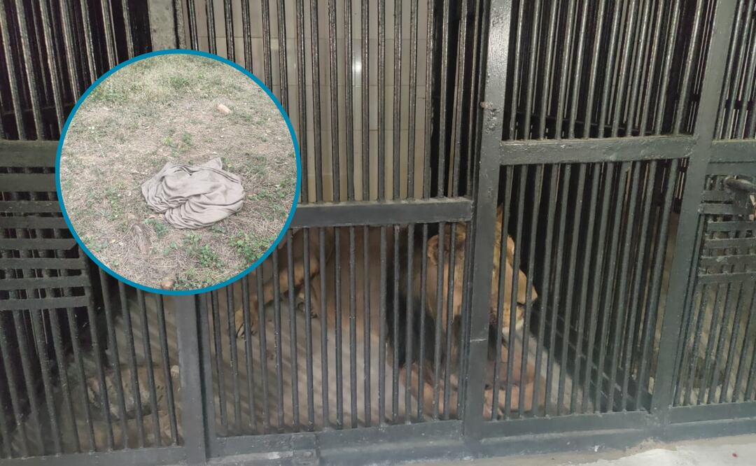 Un hombre entró al recinto de un león en India, evadiendo los controles de seguridad del zoológico | Twitter: Sudhakar Udumula