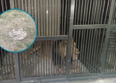 Quiso tomarse una selfie con un león; murió devorado