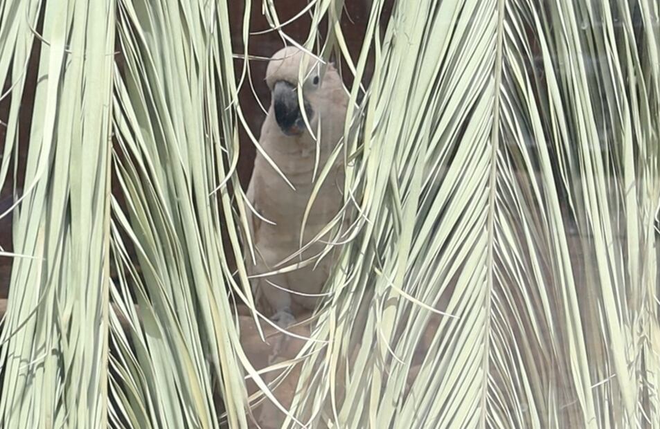 Renaciendo en libertad: las conmovedoras historias de la fauna silvestre en rehabilitación | Foto: Josué Ortiz