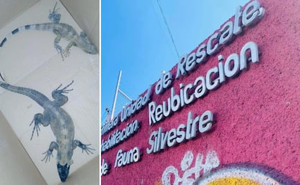 Rescatan en Atitalaquia a dos iguanas negras para su rehabilitación