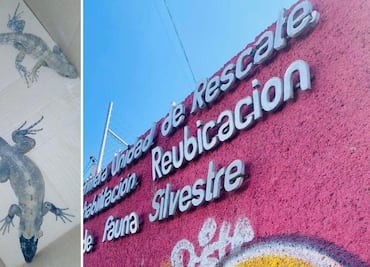 Rescatan en Atitalaquia a dos iguanas negras para su rehabilitación