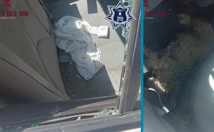 ¡Héroes en acción! Policía y bomberos de Tepeji del Río rescatan a un perro atrapado en auto