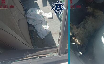 ¡Héroes en acción! Policía y bomberos de Tepeji del Río rescatan a un perro atrapado en auto