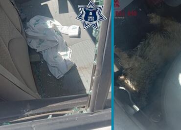 ¡Héroes en acción! Policía y bomberos de Tepeji del Río rescatan a un perro atrapado en auto