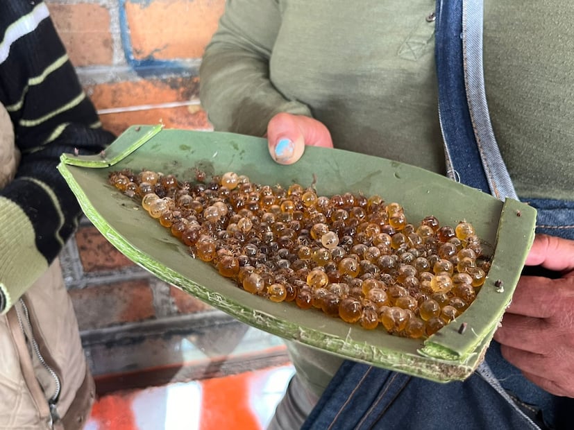 Los vinitos y vinguinas, como también se les conoce, son hormigas que recolectan miel y la depositan en su abdomen I Foto: Ricardo Calleja