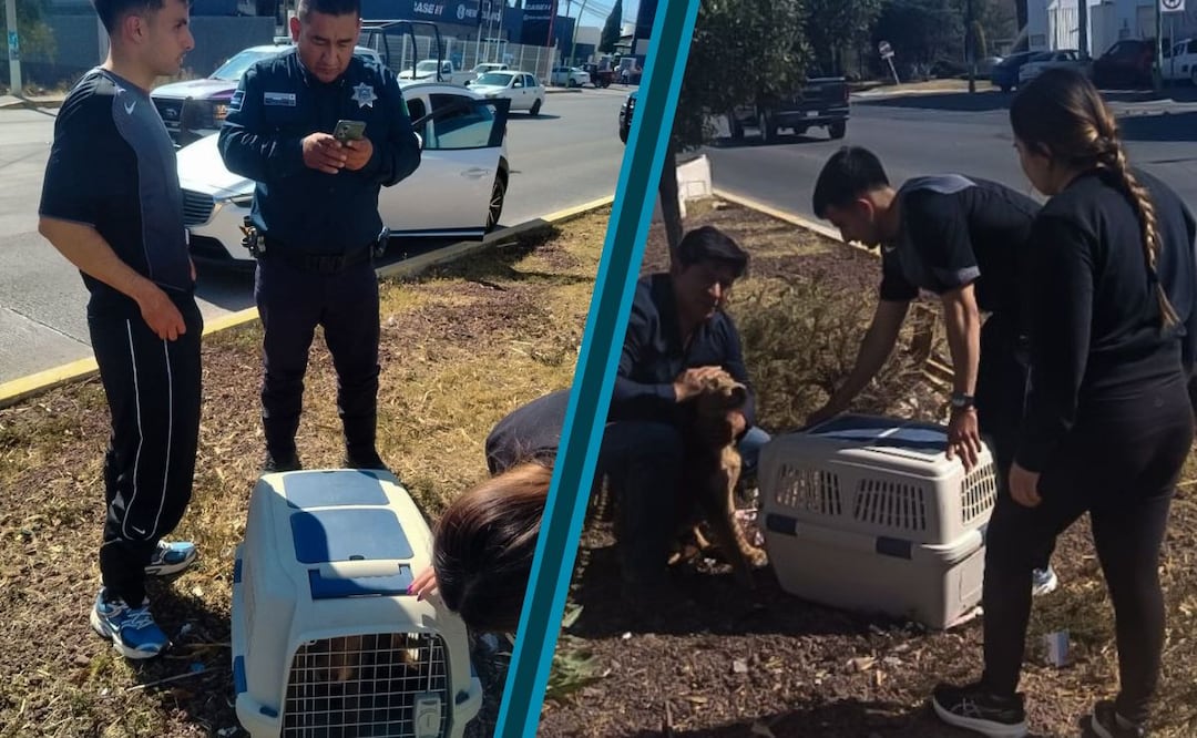El can fue localizado en el camellón central y trasladado al Centro de Atención Integral Veterinaria Municipal para recibir atención médica especializada | Foto: Centro de Atención Integral Veterinario