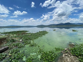 Lluvias retrasan la limpieza de lirio de la presa Endhó: Menchaca