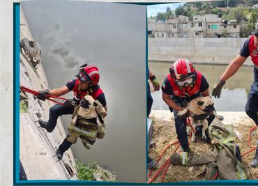 Rescatan a perrito atrapado en canal de la ribera del río Tula