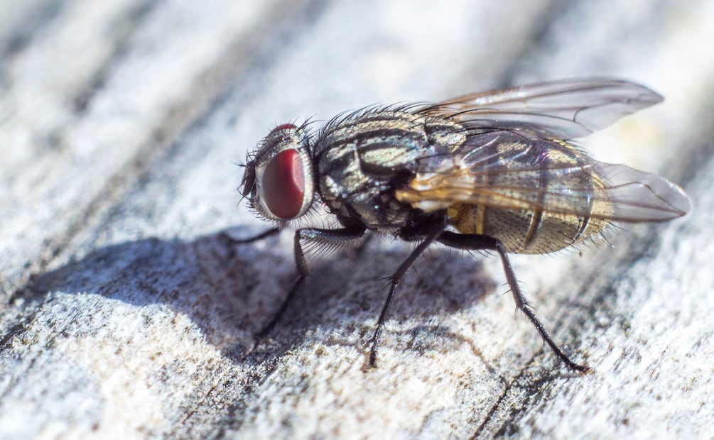 Plaga de gusano cogollero y mosca blanca preocupa a productores | Imagen ilustrativa