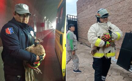 Rescatan a pavo real desorientado en túnel vehicular de Mineral de la Reforma