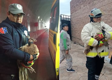 Rescatan a pavo real desorientado en túnel vehicular de Mineral de la Reforma
