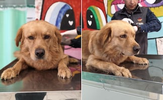 Rescatan a perro abandonado en vivienda desocupada de Mineral de la Reforma