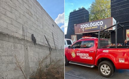 Rescatan a águila negra localizada sobre una barda en Tulancingo