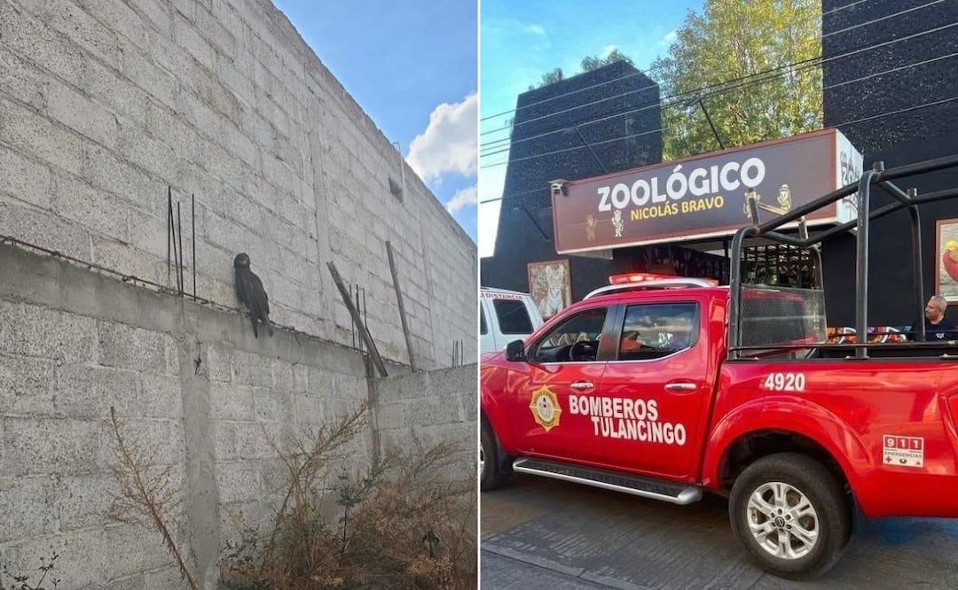 Rescatan a águila negra en una colonia de Tulancingo | Fotos: especiales