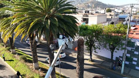 Buscan salvar palmera en avenida Madero de Pachuca