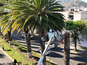 Buscan salvar palmera en avenida Madero de Pachuca