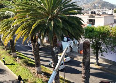Buscan salvar palmera en avenida Madero de Pachuca