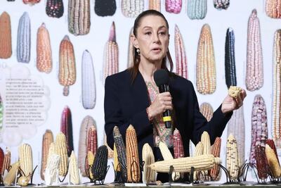 Sheinbaum no descarta creación de tortillerías de maíz nativo en todo el país