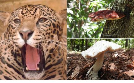 Monitoreo biológico en Las Adjuntas busca proteger fauna silvestre en riesgo