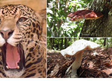 Monitoreo biológico en Las Adjuntas busca proteger fauna silvestre en riesgo