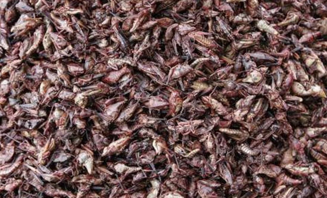 Qué nutrientes aporta comer chapulines
Foto:especial