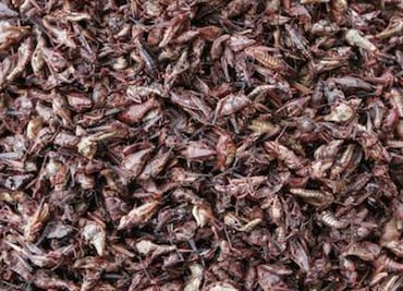 Qué nutrientes aporta comer chapulines