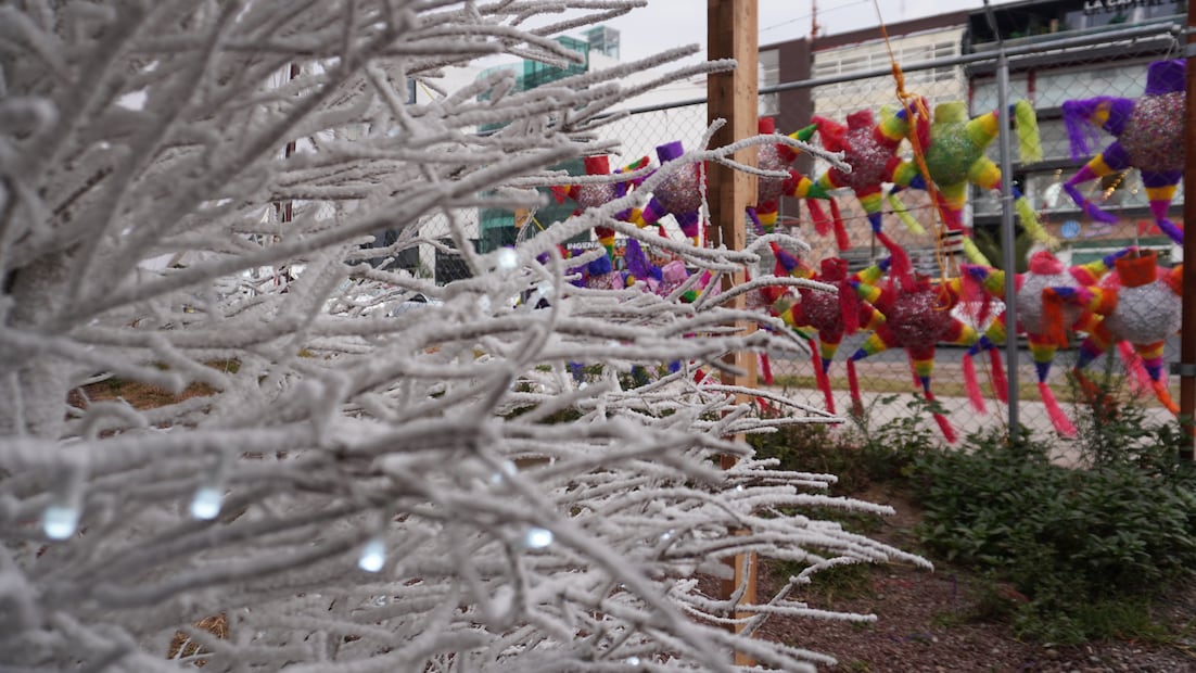 Entre pinos y tradición, arbolitos naturales desde mil pesos en Pachuca | Foto: Cinthya Carabajal