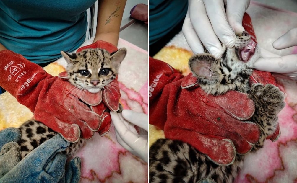 Rescatan a tigrillo que era mantenido como mascota en Calnali | Fotos: Unidad de Fauna
